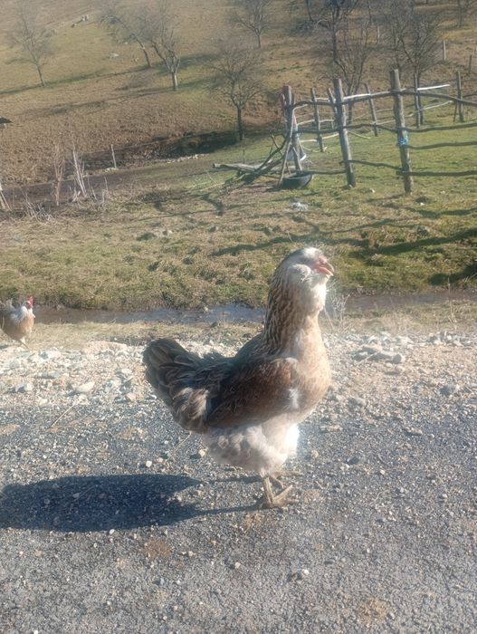 Oua   ameraucana pentru incubat și pui de 3 săptămâni Ameraucana în Bi