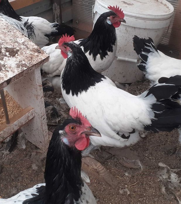 Vand oua pentru incubat de lakenvelder. lakenfelder.