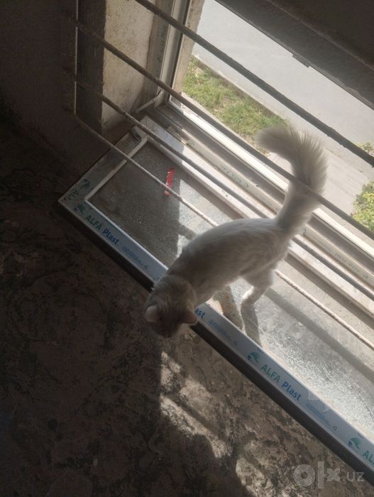 Очень милый котенок