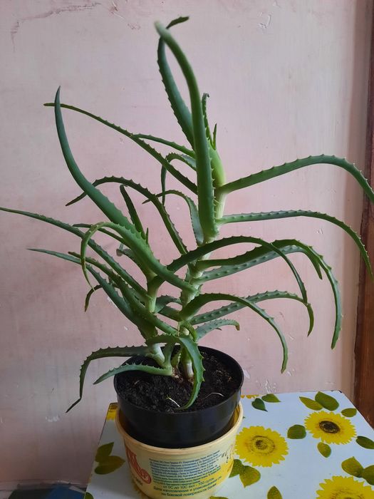 Алоэ 3 года лечебный