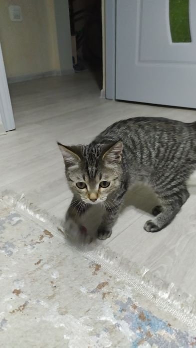 Ищем новых или старых хозяев.