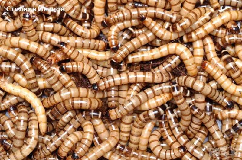 Нелетящи плодови мушици, дрозофили (Drosophila melanogaster 'Wingless' и Drosophila hydei), хлебарки дубия, брашнени червеи, изоподи/мокрици, пръчици