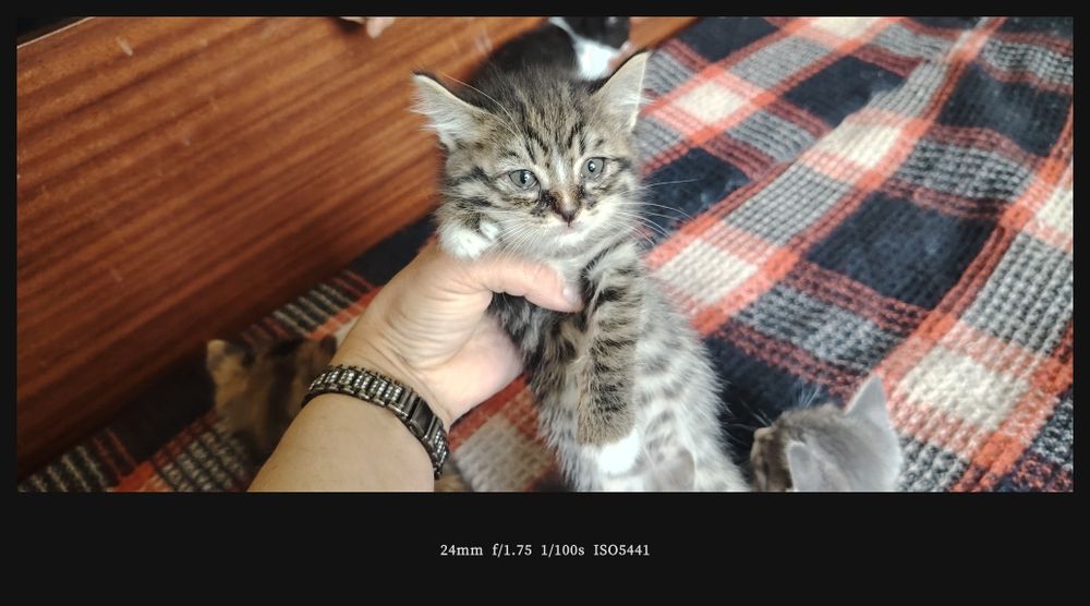 Милые котята, умные, красивые.