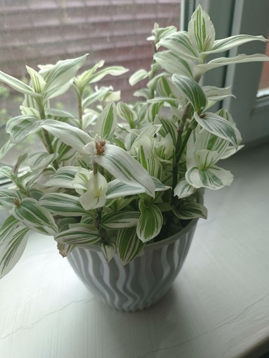 Цветы комнатные в горшках