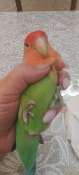 Неразлучники попугайчики