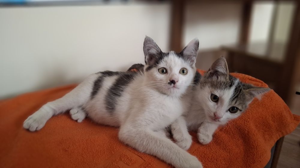 Котята  отдам $$