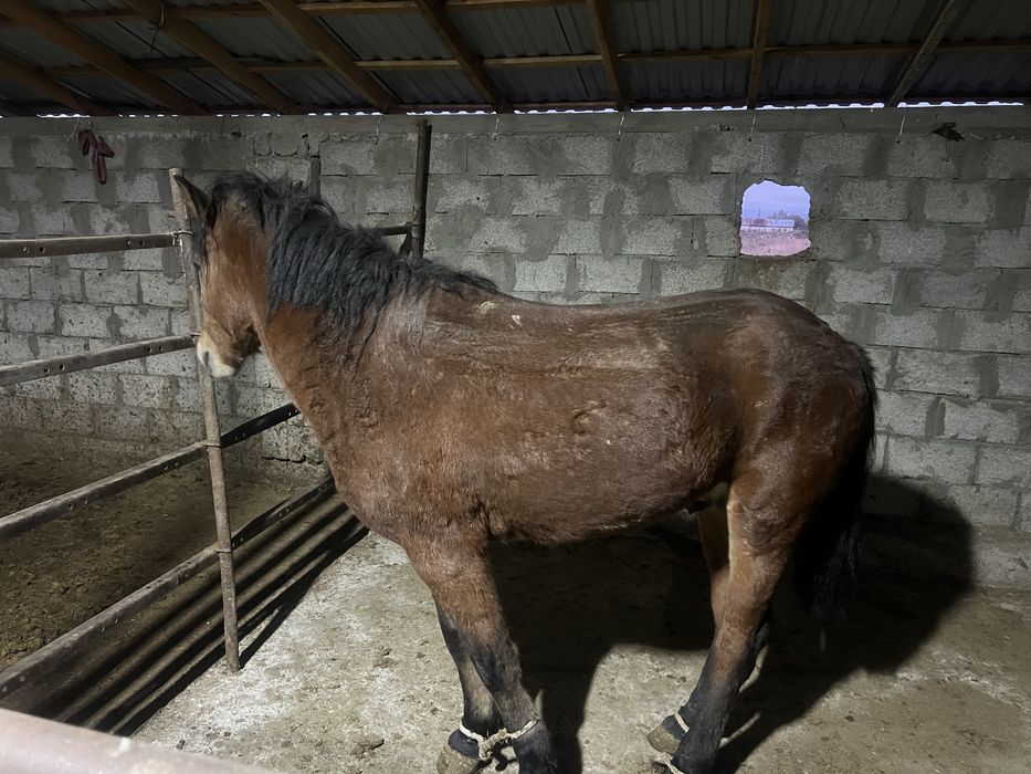 Согым 1.5 жастан 8 жасқа дейін