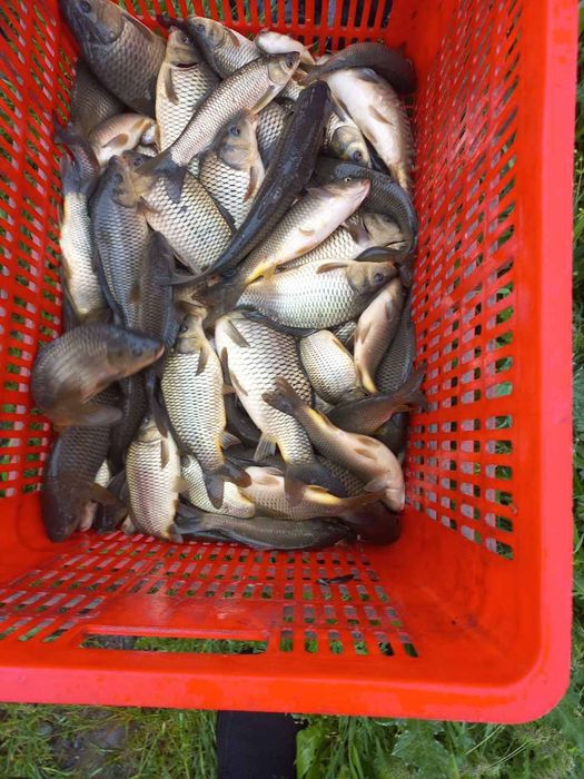 Baliq chovoqlari Сеголетка малёк сотилади