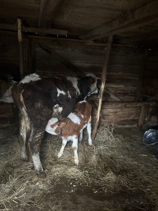 Vaca și citea de vânzare