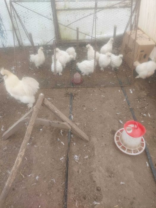 Vand gaini matase japoneza si pitice