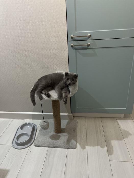 кот вислоух бесплатно