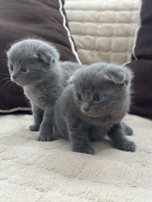 Котята британцы короткощерстные
