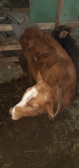 Таначалар Гуножинчалар бор