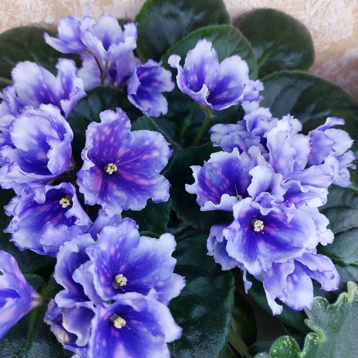 Фиалки сортовые черенки