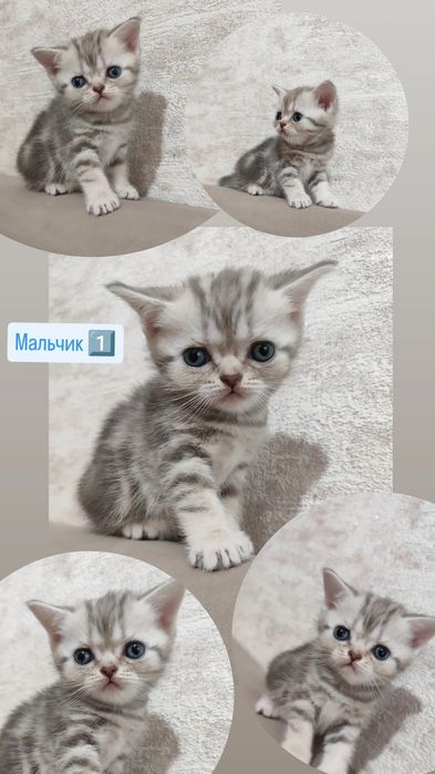 Скоттиш Страйт и Скоттиш Фолд