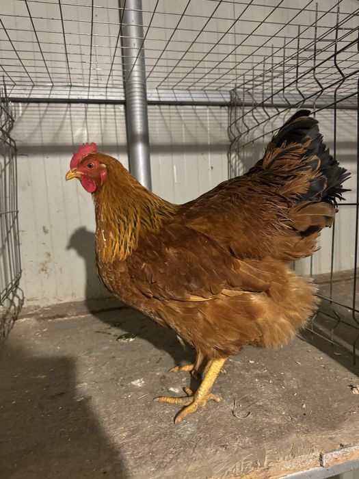 Oua New Hampshire Maro-Auriu pentru incubat