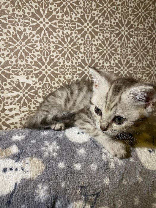 Продам шотландских котят