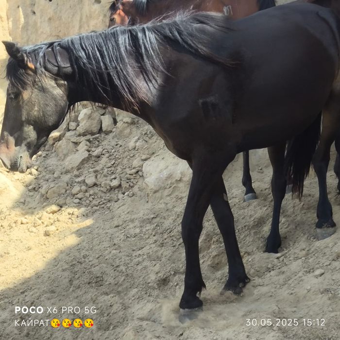 Продам лошодеи 5