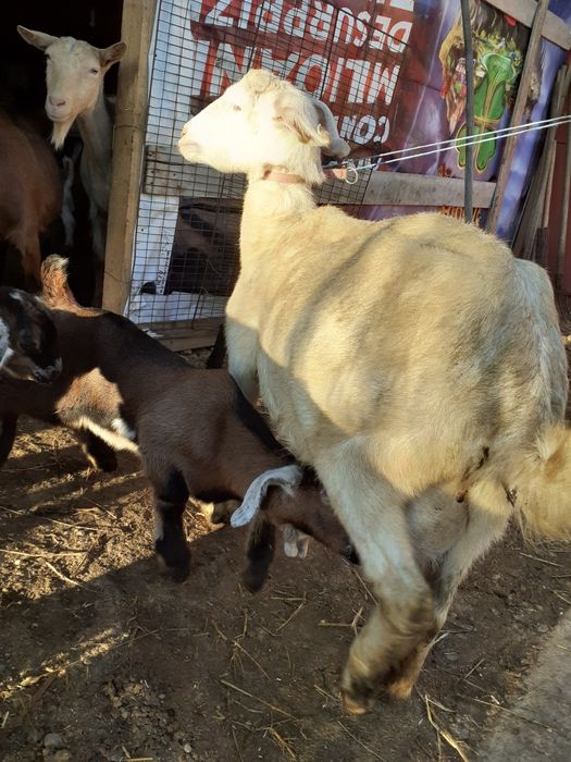 Caprita metis sanen cu anglo