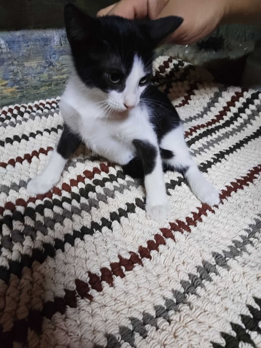 Pui pisica adoptie