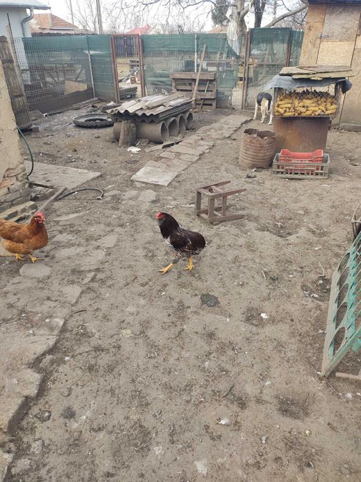 Cocosi rasa  Araucana din primavara