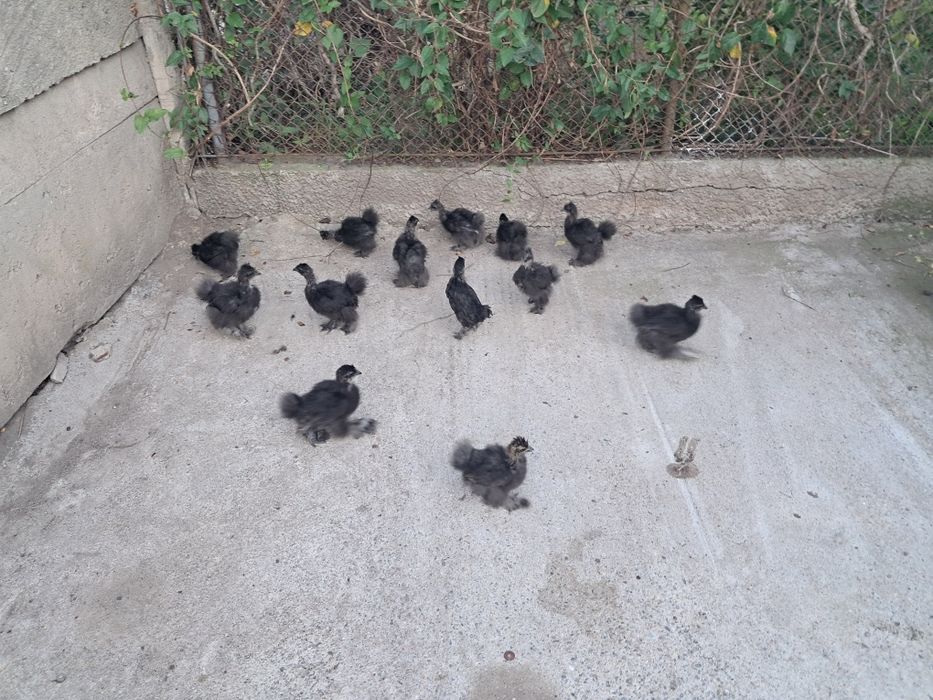 Pui de curcă de casă, pui  de găină mătase  japoneză  neagra