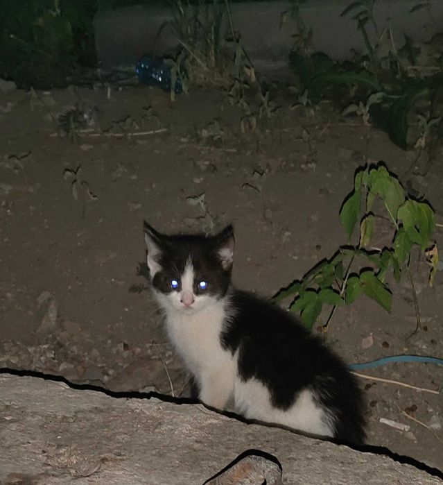 Красавчик котёнок!