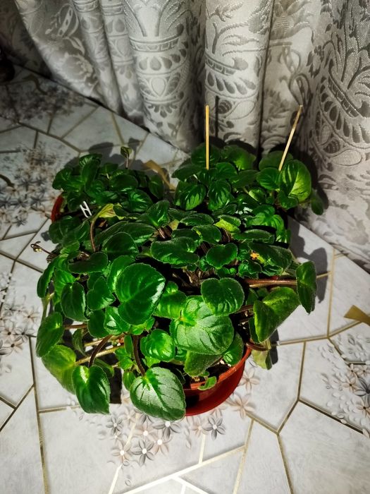 Фиалка Rob's Vanilla Trail