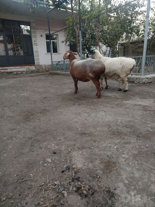 Bugoz quylar sotiladi