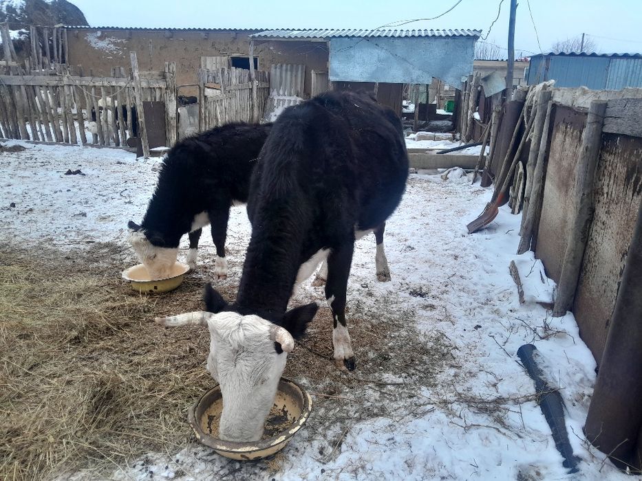 Сиыр сатылады 500 000