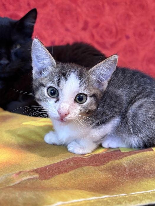 Котята милашки ищут дом