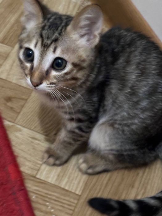 Отдаем котят бесплатно кол-во 3