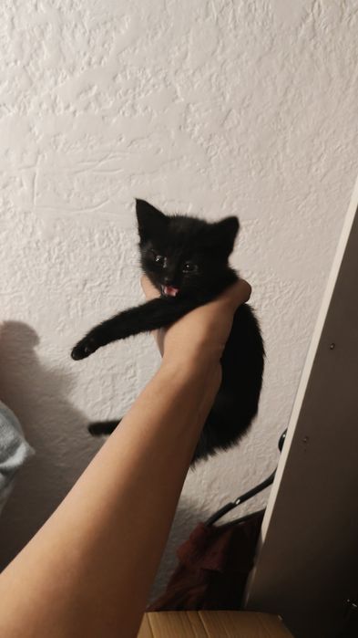 Отдам в добрые руки котенка