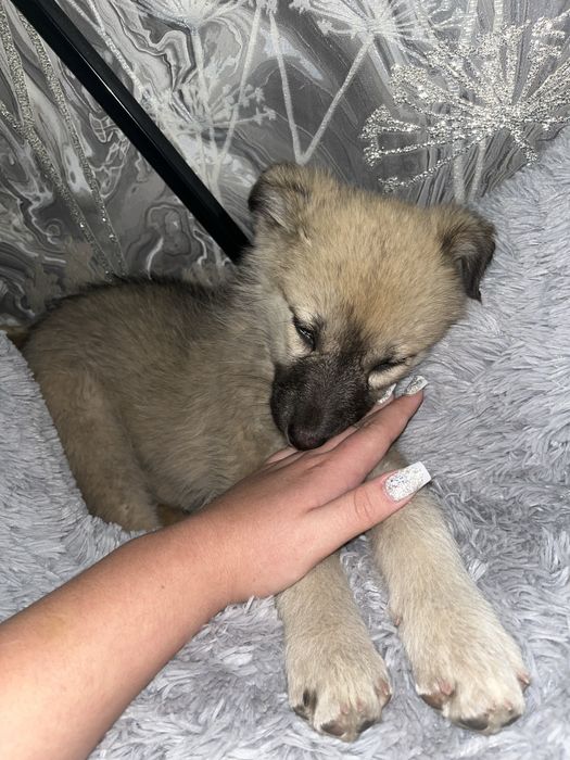 Собакам маленький щенок