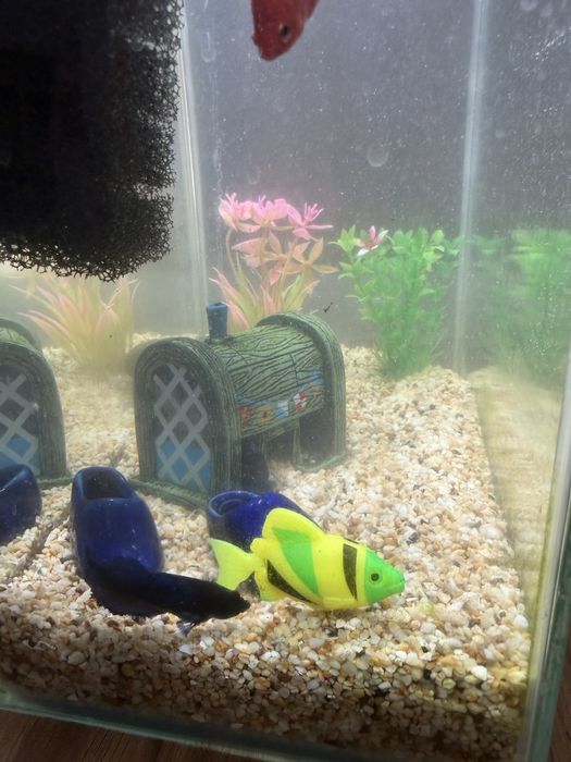Аквариум с рыбками