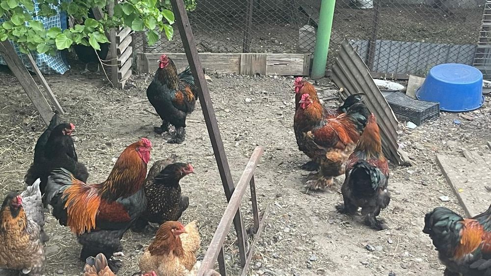 Продам петухов брама