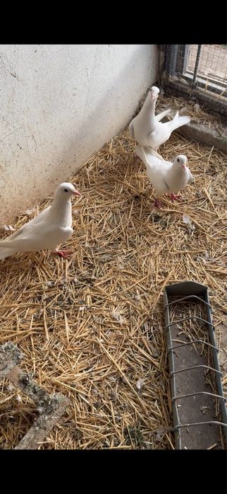 Голуби. Иранские белые