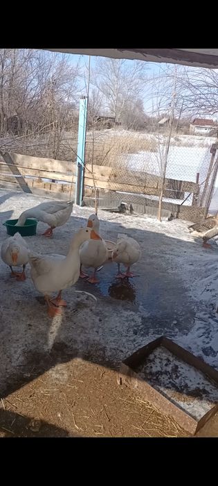 Продам гусей живых