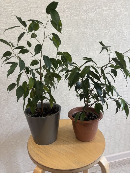 Продам комнатные цветы