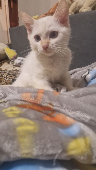 Отдам Котенка мальчика