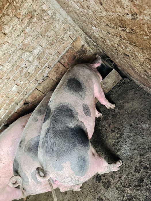 Продавам домашни прасета