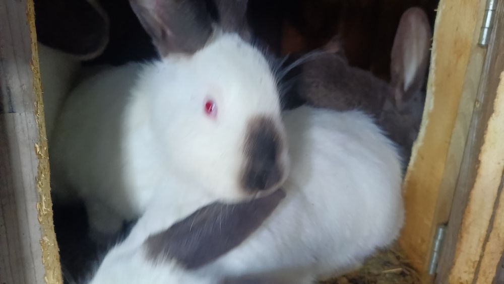 Продам кролов,кролих.