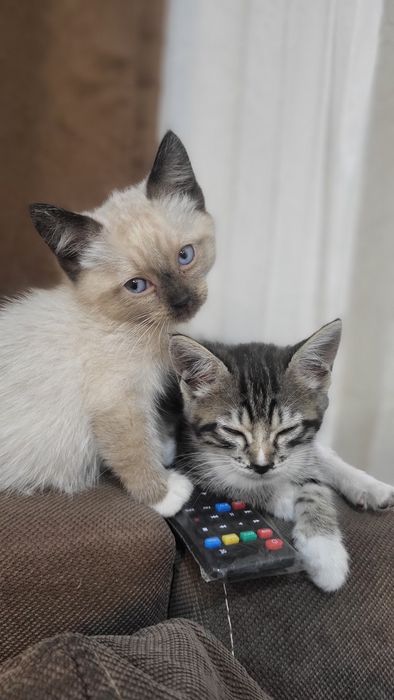 Отдадим котят в добрые руки