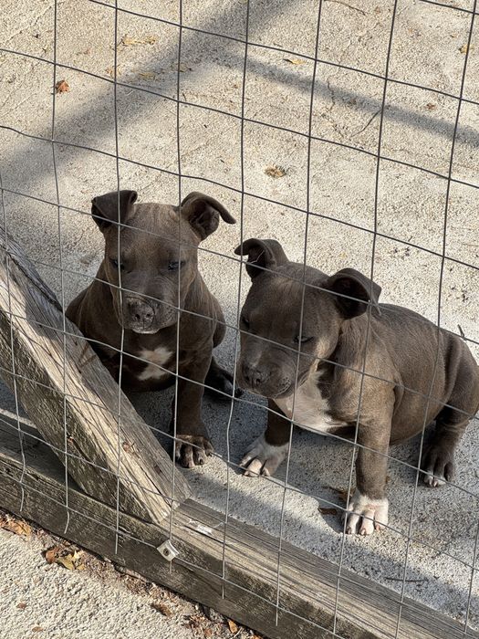 Staffordshire Bull Terrier (BLUE)