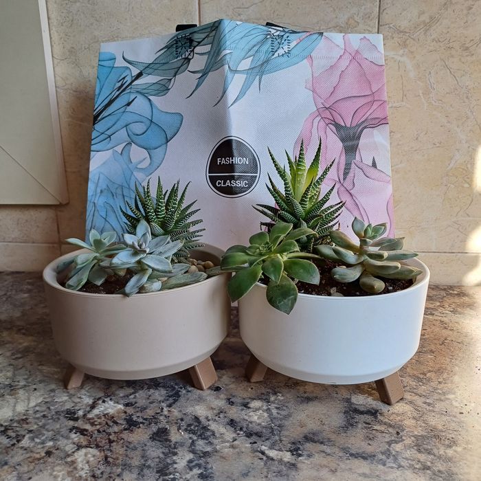 Цветы в горшках Суккуленты