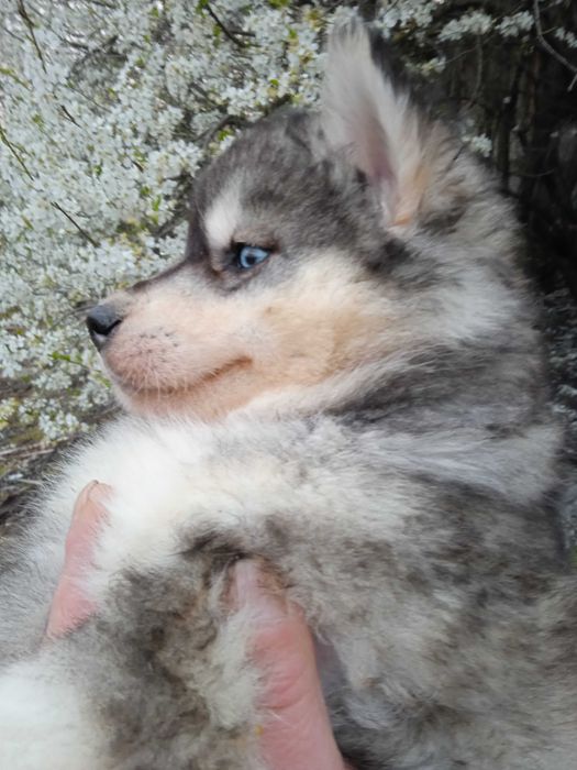 Сибирско хъски мъжко