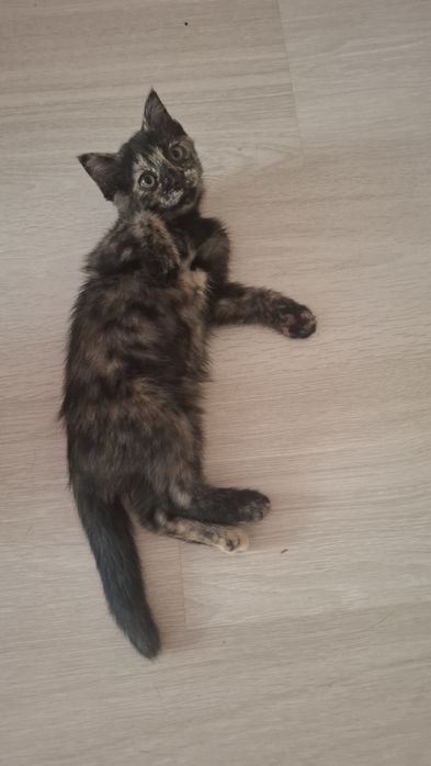 Отдам двухмесячных котят,  чёрного котёнка и кошечку