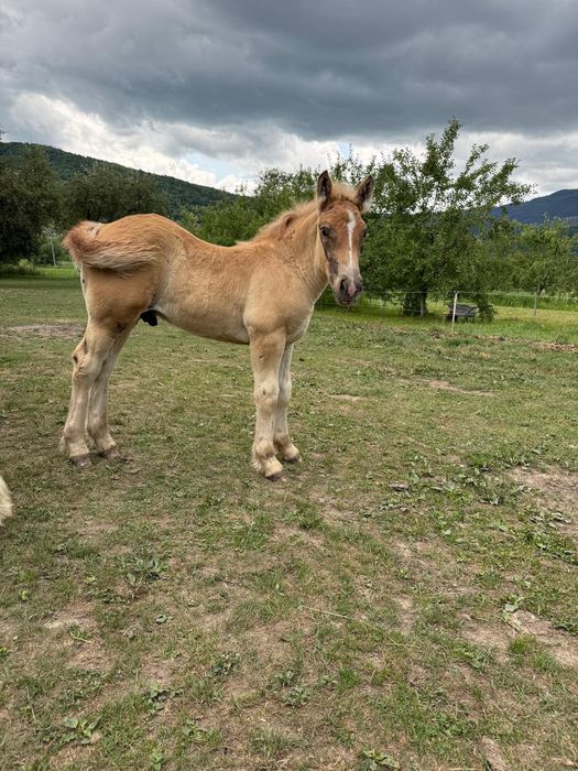 Vând iapă gestanta și doi mânzi
