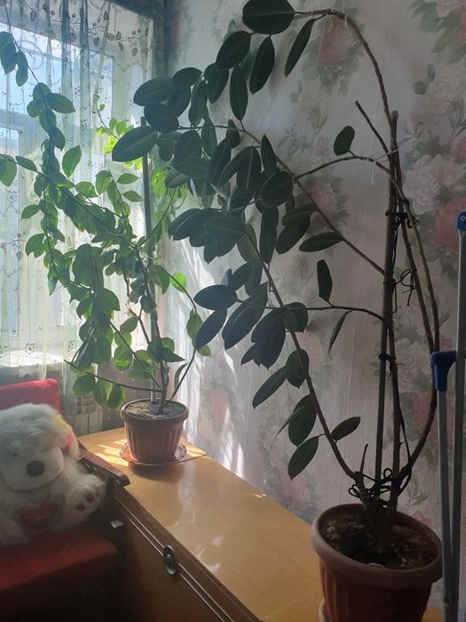 Продам цветы в горшках