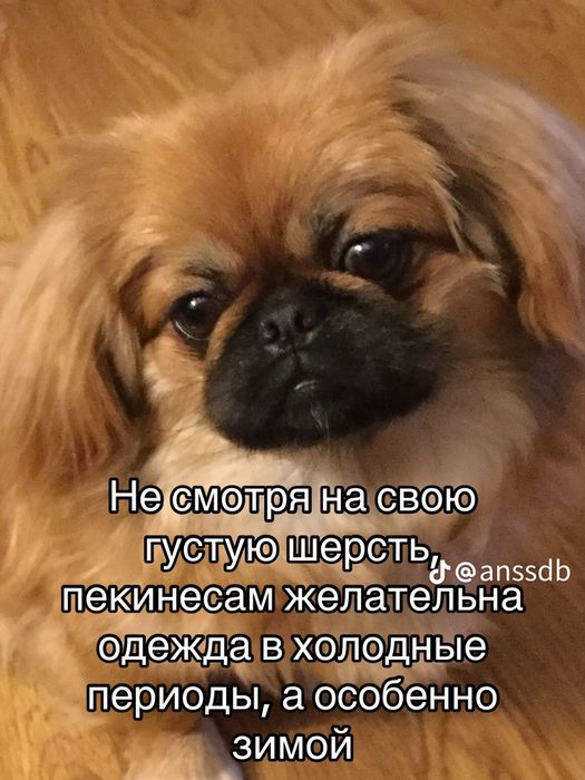 Щенки пекинесы. МАЛЬЧИКИ.